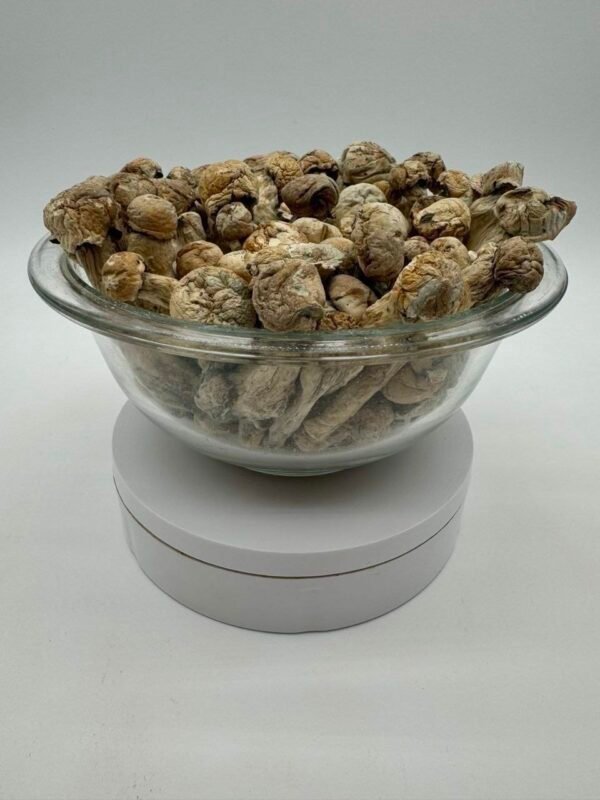 Buy Albino Tidalwave Mushroom Now EU